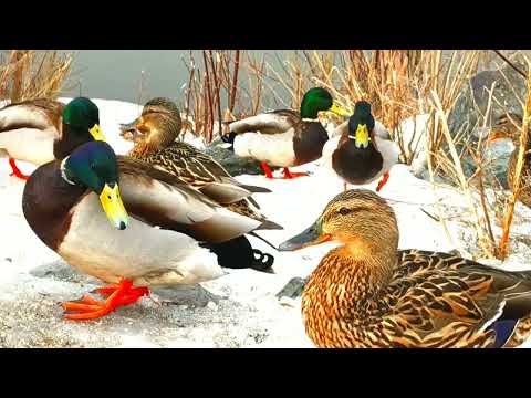 Видео: Первые весенние утки (Дональдаки)