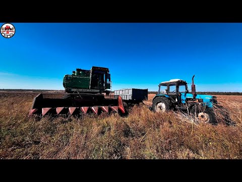 Видео: Не ладится мульчер !Измельчаем палку  подсолнуха  после комбайна. Уборочная подсолнуха! ДОН 1500Б