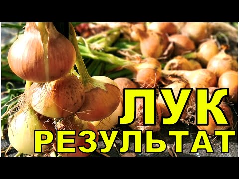 Видео: Недаром бабушка учила ЛУК сажать. Результат опять отличный. Хватит на 3 семьи