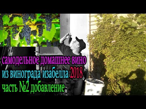 Видео: самодельное домашнее вино из изабеллы 2018 ч2
