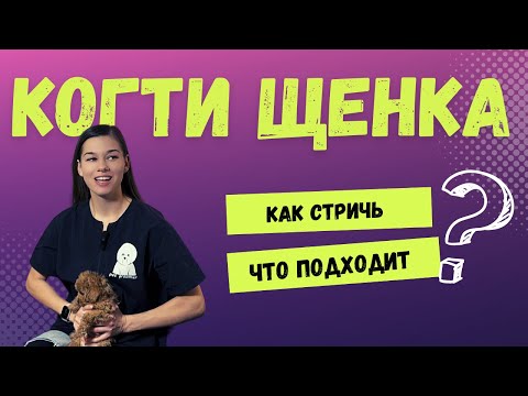 Видео: Появился щенок мальтипу. Когда первая стрижка? Как стричь когти?