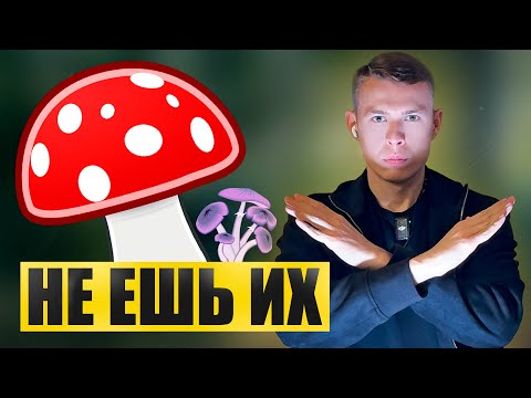 Видео: Видео для любителей грибов или "микродозинга"
