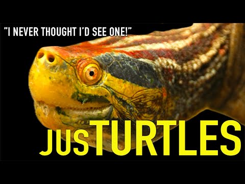Видео: Посещение места, которое заставило меня полюбить черепах