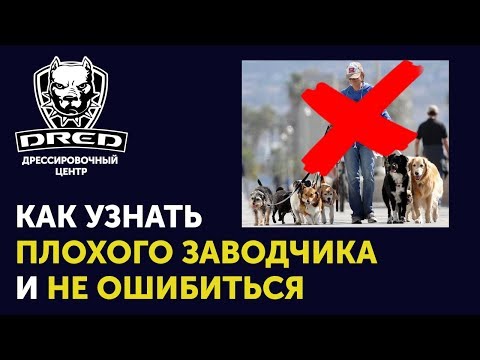 Видео: Как не обжечься при покупке собаки | Какими не должны быть заводчики |  На что обращать внимание
