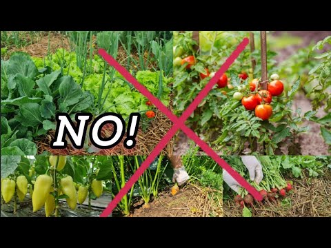 Видео: Я никогда не сажаю эти растения рядом друг с другом! Сделайте это вот так!