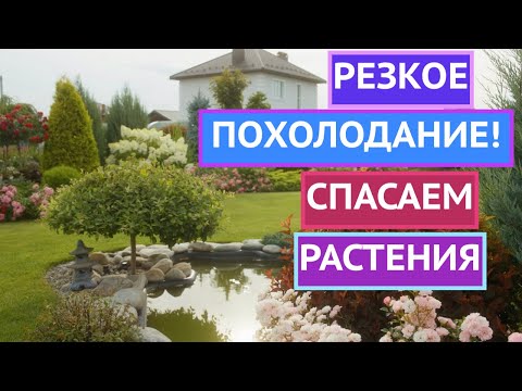 Видео: КАКИЕ РАСТЕНИЯ НУЖНО СРОЧНО УКРЫВАТЬ ПРИ НАСТУПЛЕНИИ ХОЛОДОВ!