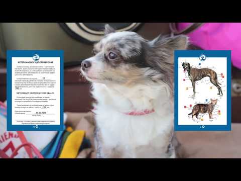 Видео: ВЫВОЗ СОБАКИ ЗА ГРАНИЦУ В САМОЛЕТЕ | ЧИХУАХУА СОФИ