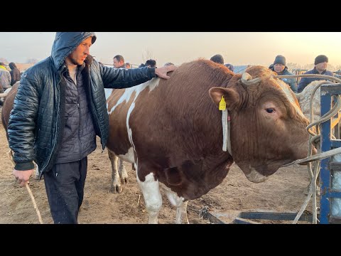 Видео: 100 МЛН СУМ ГИГАНТ БУКА ТУШДИ БОҒОТ МОЛ БОЗОРИ ЭРТАЛАБГИ НАРХЛАРИ 19.11.2025