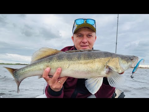 Видео: СЕКРЕТНАЯ приманка! Судак. NARVAL RIVER DANCE. Рыбалка с Кумом🦈