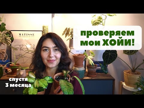 Видео: Как изменились мои ХОЙИ спустя 3 месяца / ОБЗОР растений