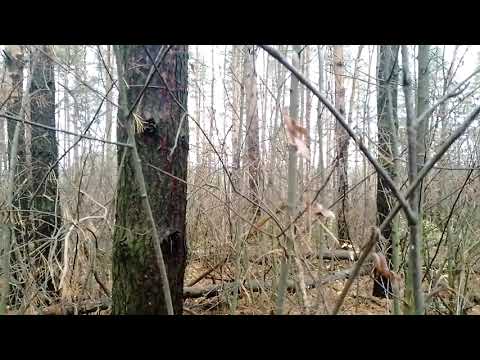 Видео: 28.10.25 гон рг бурана по лисе