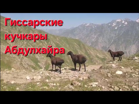 Видео: Гиссарские овцы и аборигенные САО Таджикистана саги дахмарда из отары Ходжи Абдулхайра