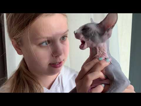 Видео: КОТ РАЗГОВАРИВАЕТ 😻 Это УНИКАЛЬНО!