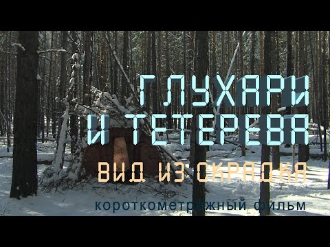 Видео: Глухари. Тетерева. Байкальский заповедник. Nature of Russia.