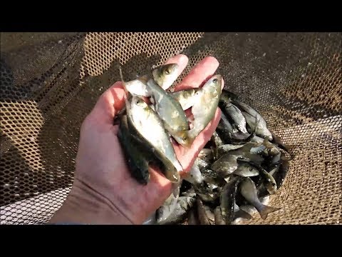 Видео: Немного о выращивании малька толстолоба в садках.