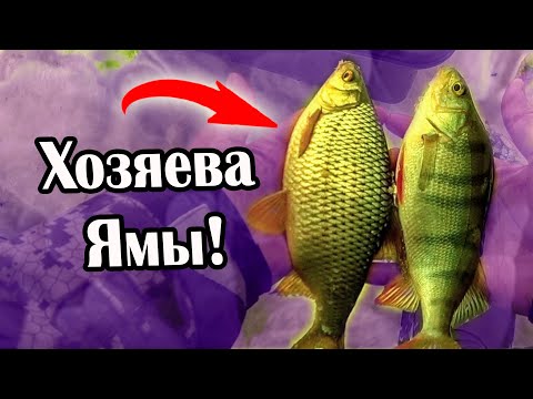 Видео: Эта снасть помогла набить рюкзак! Яма приносит кучу рыбы!