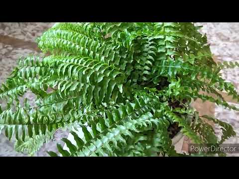 Видео: Папоротник. Нефролепис. Как ухаживать.