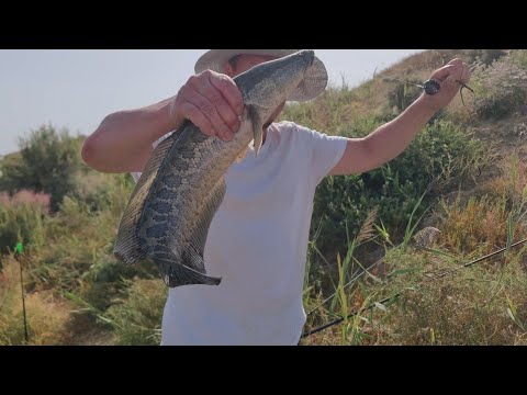 Видео: Сбросный канал на Мутный, 24.08.2025г. Рыбалка и отдых.
