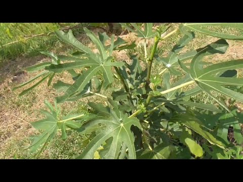 Видео: Інжир у серпні: саджанці та формування куща