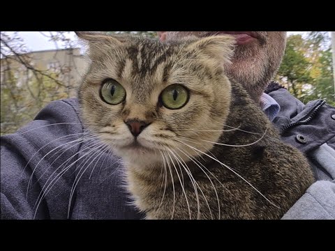 Видео: Нужно ли переименовывать Мими? 