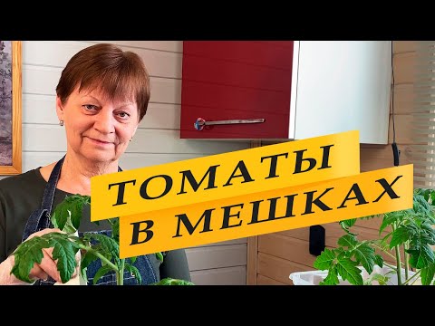 Видео: Выращивание ранних томатов. Помидоры в мешках. Container gardening