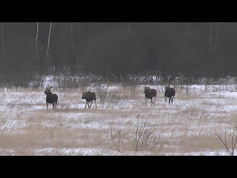 Видео: Охота на лосей загоном