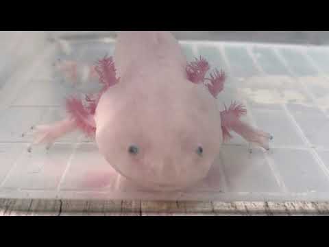 Видео: Ошибки в содержании аксолотля. Кто такой аксолотль