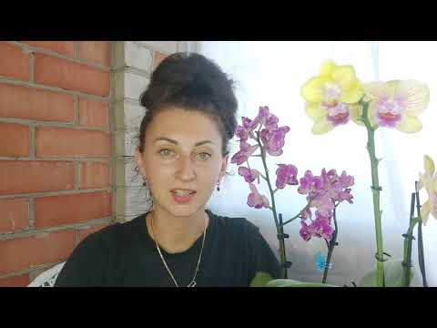 Видео: Эти таблетки спасут вашу ОРХИДЕЮ от МУСОРКИ и вы забудете о БОЛЕЗНЯХ у ОРХИДЕЙ