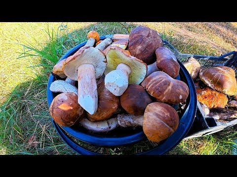 Видео: Гриби Пішли! Збір Грибів у Вересні 2025