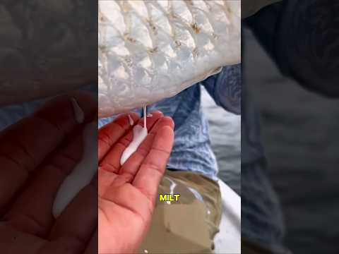 Видео: Когда рыба, которую вылавливают, выделяет белую жидкость, это вещество действительно называется м...