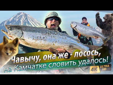 Видео: 🇷🇺 Королевский лосось на Камчатке! Поймать ЧАВЫЧУ. Ещё одна РЫБАЛКА МЕЧТЫ! Река Большая