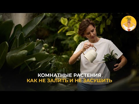 Видео: Как поливать комнатные растения, чтобы не заливать и не засушивать?