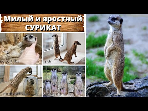 Видео: Милый и яростный сурикат. Meerkats.