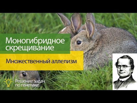 Видео: Решение задач по генетике:   множественный аллелизм