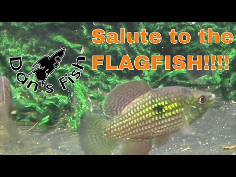 Видео: Содержание и разведение американской флаговой рыбы | Описание вида