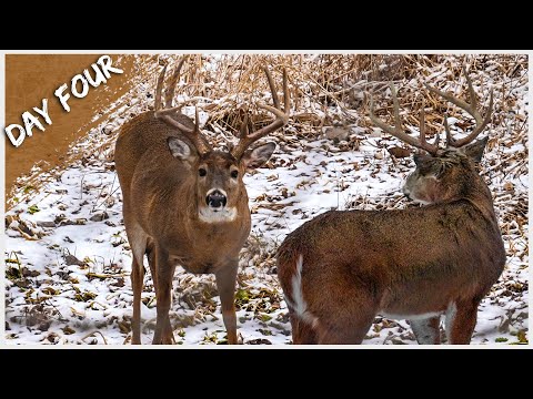 Видео: Самостоятельная съёмка стоила мне ДВА БАКСА за ОДНУ НОЧЬ. Охота с луком в конце сезона | День 4