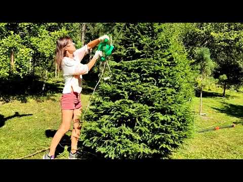 Видео: Подстригла 300 ёлок у себя в саду. 🌲Как правильно стричь ель. ✌️Кусторез