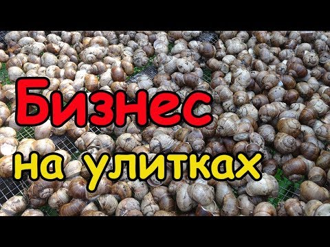 Видео: Виноградные улитки на ферме улиток  -  уход и разведение