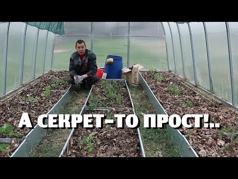 Видео: Как получить урожай помидор больше , чем обычно?