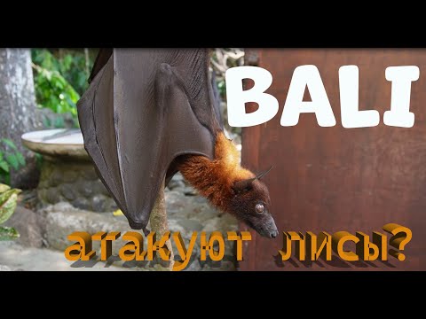 Видео: #Как едят ЛЕТУЧИЕ лисицы? Бали 2024 #bali #travel #sights