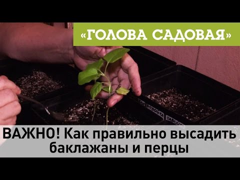 Видео: Голова садовая - ВАЖНО! Как правильно высадить баклажаны и перцы