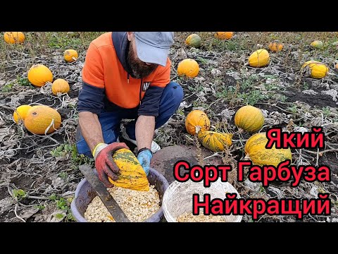 Видео: Скоро стану діловою ковбасою🤭,як там Гарбузи П'ять років підряд на одному місті 