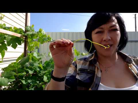 Видео: Как замораживать виноградные листья на зиму.