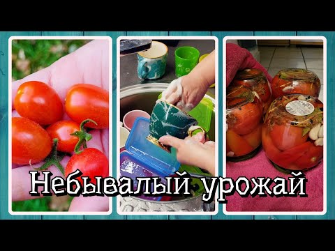 Видео: VLOG из 🇩🇪: Небывалый урожай. Закрутки в Германии. Рецепт салата из сердечек.