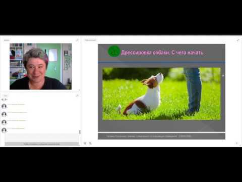 Видео: Дрессировка собаки. С чего начать