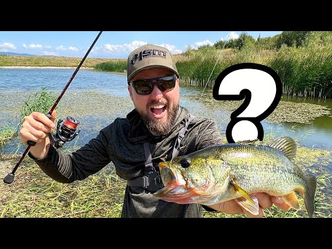 Видео: KOЙ и от КЪДЕ ВКАРА БАСА В БЪЛГАРИЯ???