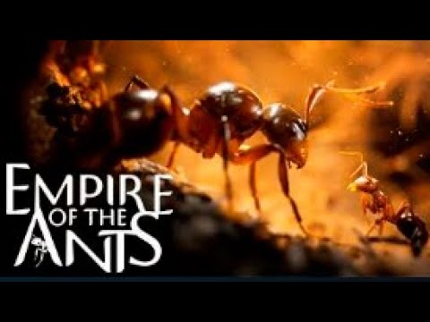 Видео: Командир Насекомых ► Empire of the Ants Demo