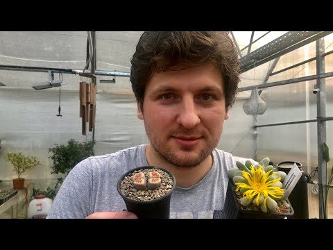 Видео: Пересадка Литопса (Lithops), Конофитума (Conophytum) и других Мезембриантемовых Mesembryanthemaceae