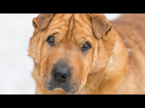 Видео: История Рыжа 🥺//Не перестал доверять человеку❤️//приют Преданное сердце