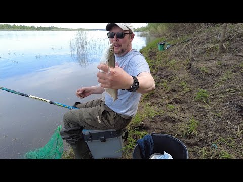 Видео: Рыбалка на Оке. Ловля чехони на поплавочную удочку.